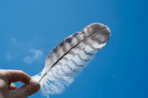 A feather to describe the softness of Enjox sex toys.